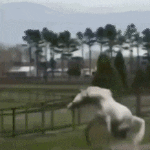 吃瓜表情动态图,吃瓜表情动态图趣味盘点