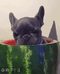 吃瓜表情动态图,吃瓜表情动态图趣味盘点