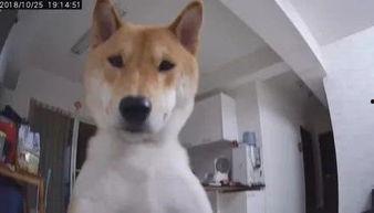 娱乐吃瓜酱监控小狗,小狗日常萌态大曝光！