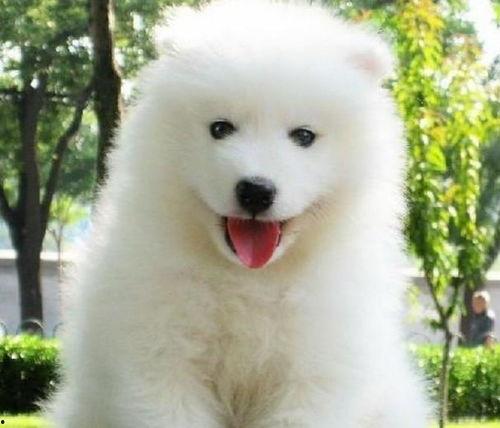 娱乐吃瓜酱萨摩耶,揭秘娱乐圈的萌宠传奇