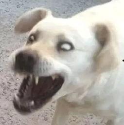 傻狗的日常娱乐吃瓜君,吃瓜君带你领略娱乐圈的欢乐瞬间